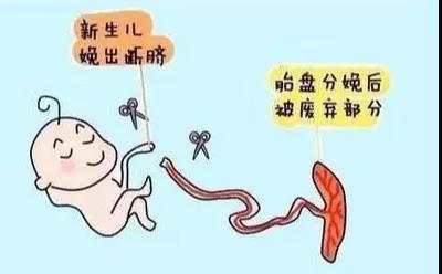 赛福特 自由体位 分娩镇痛